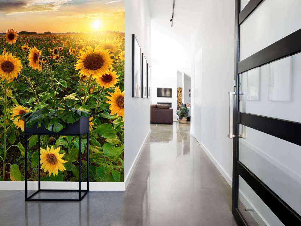 Schönes Sonnenblumenfeld