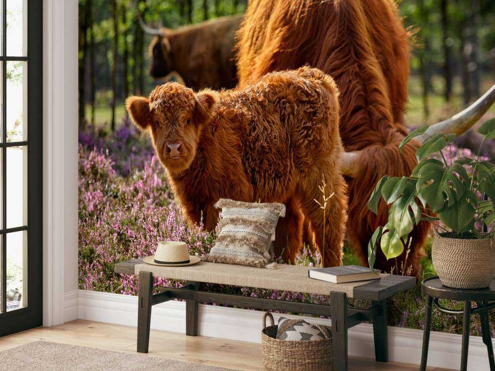 Familie Schottische Hochländer