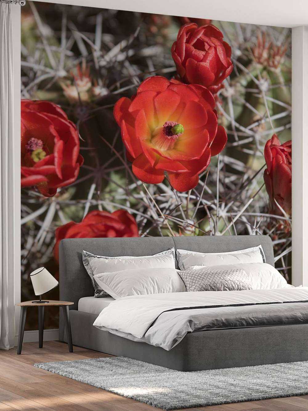 Rote Kaktusblumen