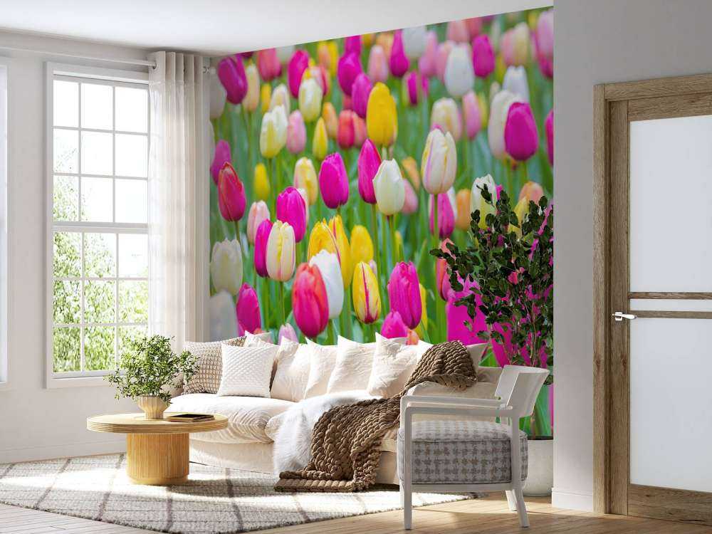 Bunte Tulpen auf einem Feld
