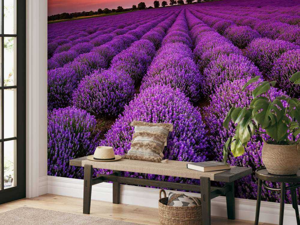 Feld mit Lavendel