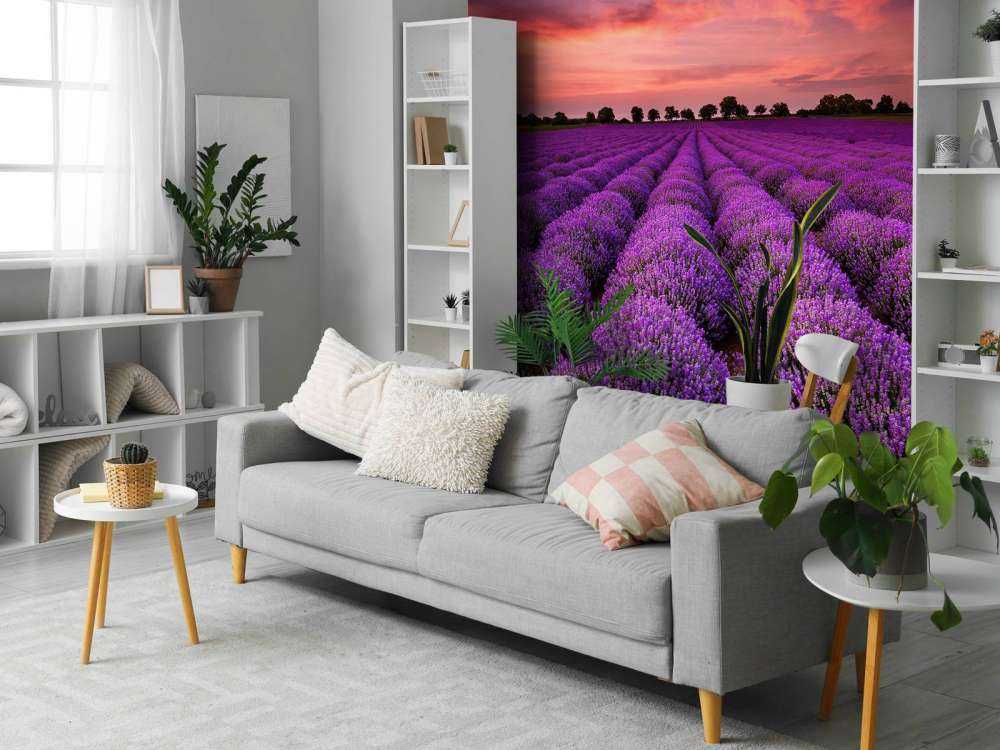 Feld mit Lavendel