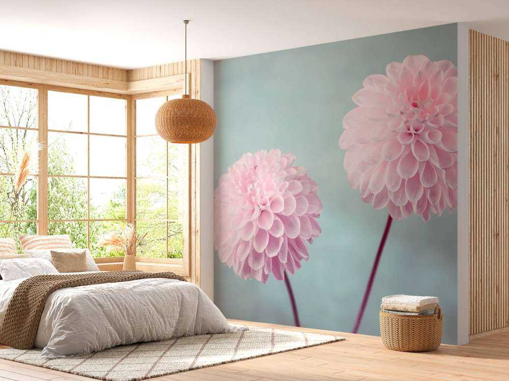 Zwei Dahlienblüten