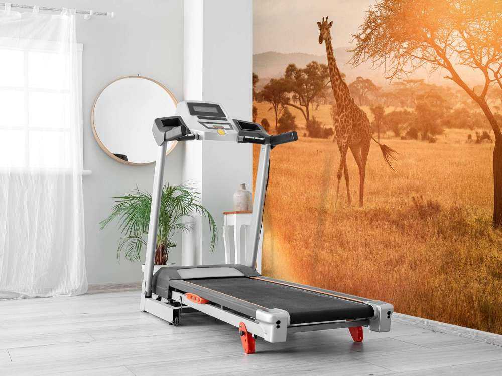 Wild giraffe