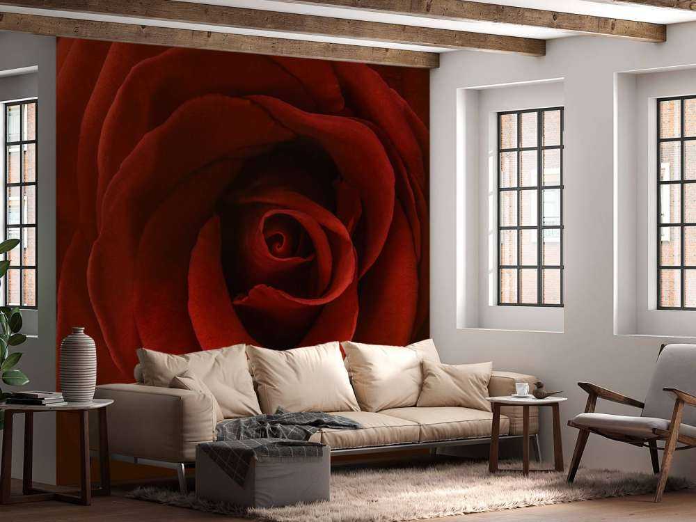 Nahaufnahme rote Rose