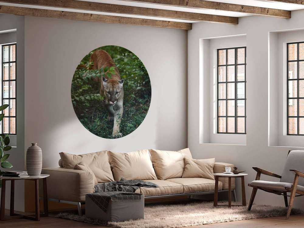 Schleichender Berglöwe