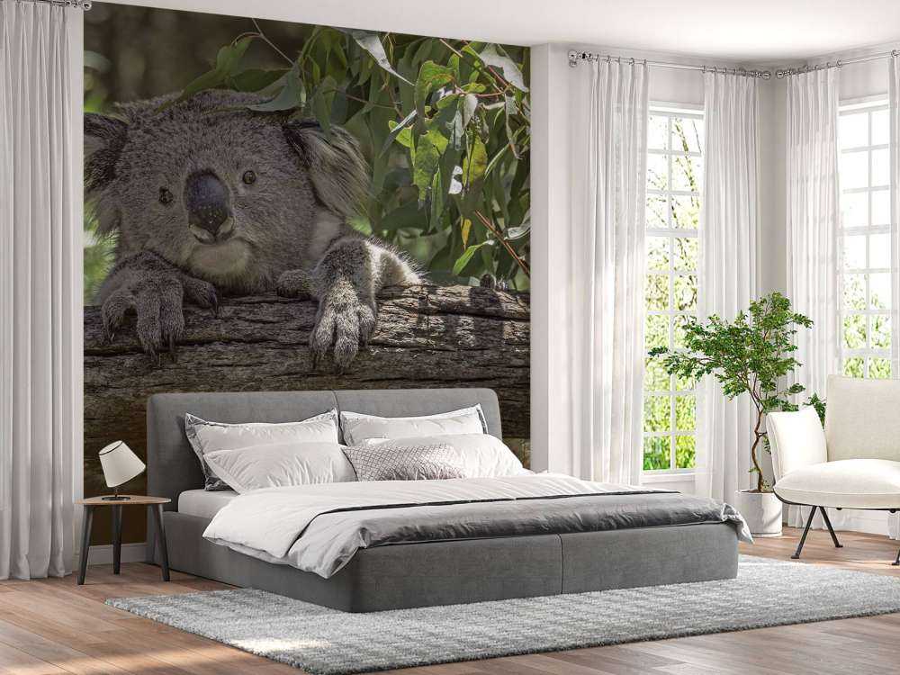 Niedlicher Koala