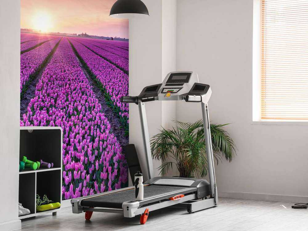 Tulpenfeld bei Sonnenaufgang