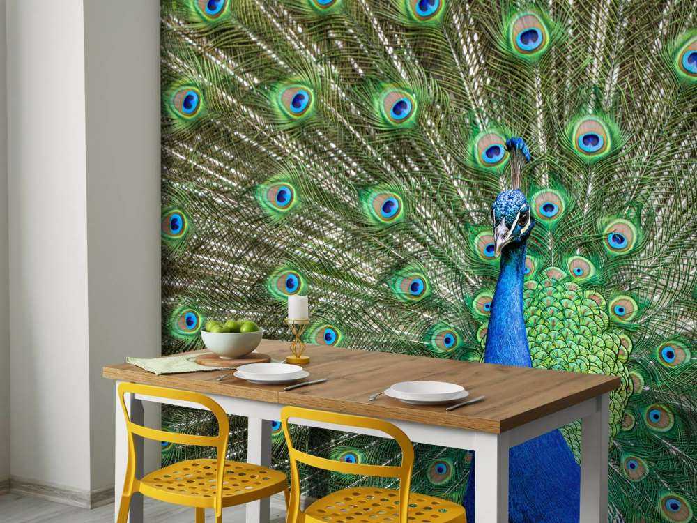 Pfau mit ausgebreiteten Federn