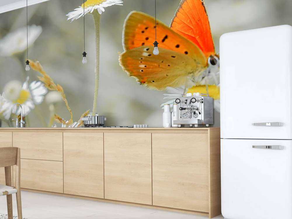 Gänseblümchen und orangefarbener Schmetterling