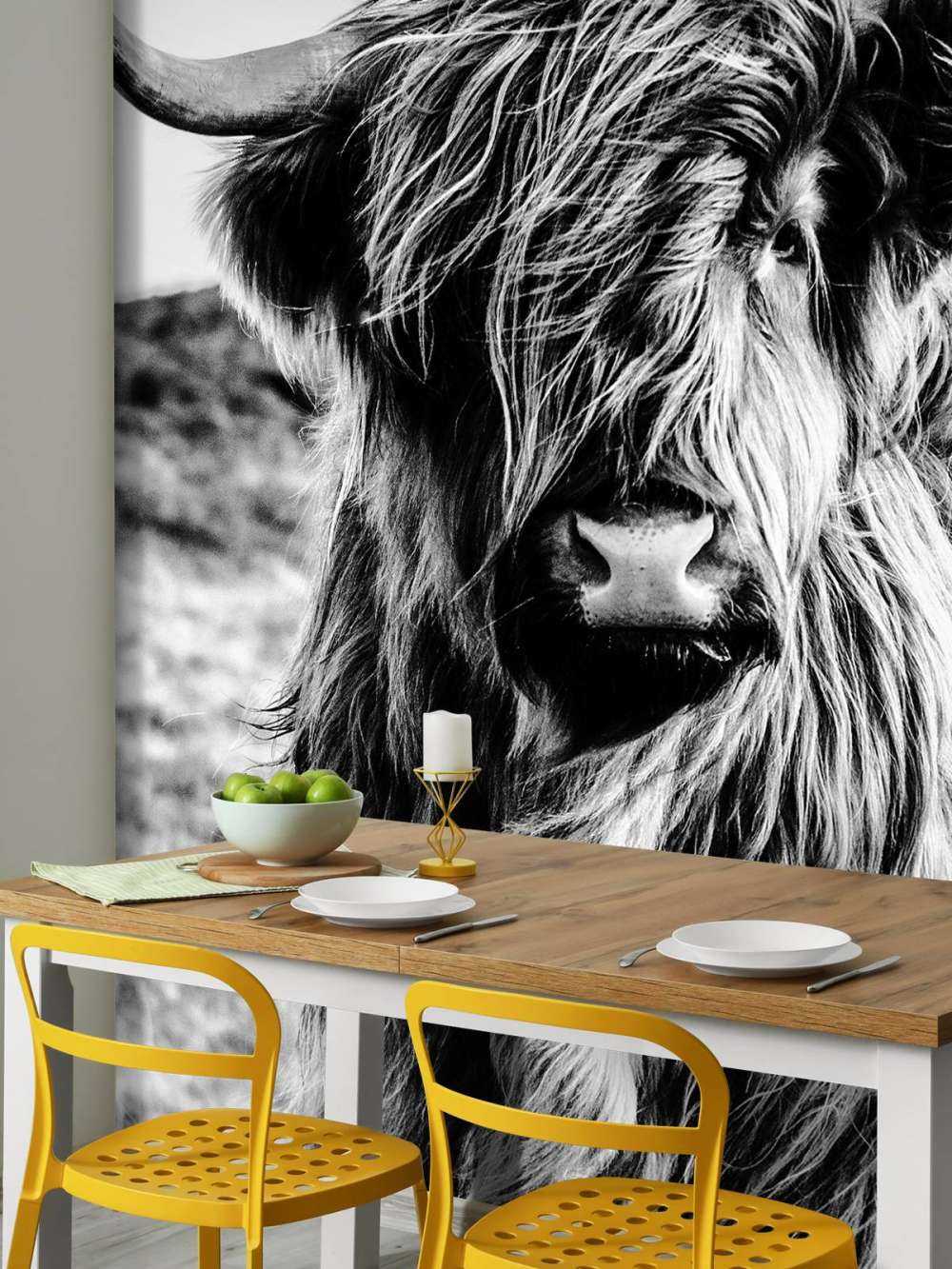 Schottischer Hochländer in Schwarz-Weiß