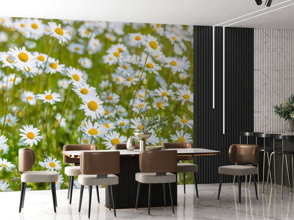 Gänseblümchen auf einem Feld