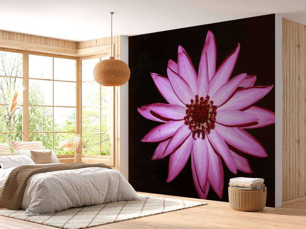 Lotusblume von oben