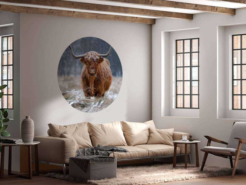 Snowy Highland cow