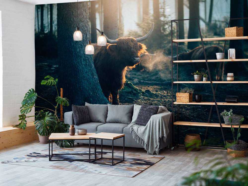 Schottischer Highlander im Morgenlicht