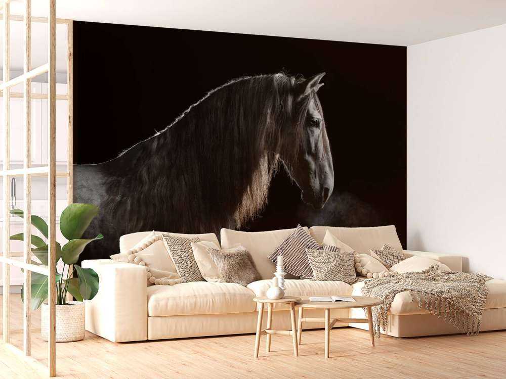 Schimmel mit schwarzem Hintergrund