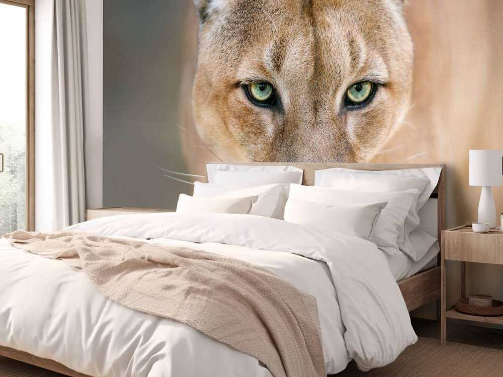 Puma Nahaufnahme