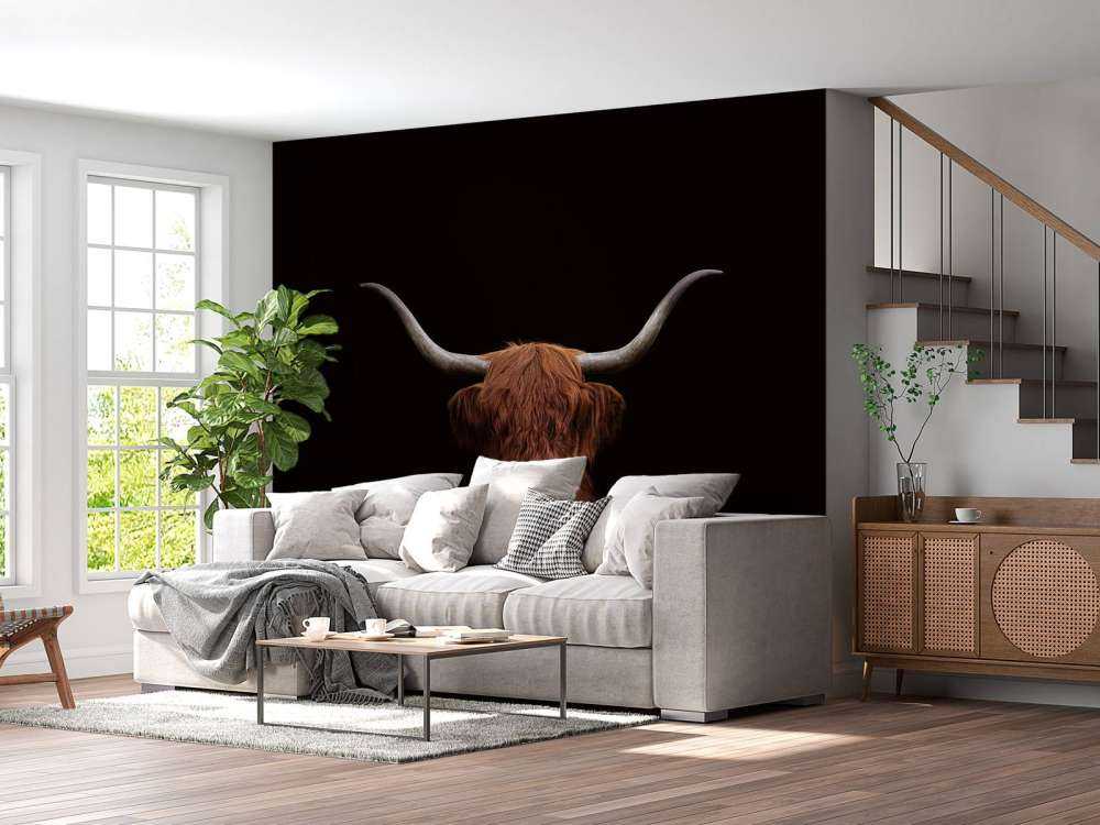 Schottischer Highlander auf dunklem Hintergrund