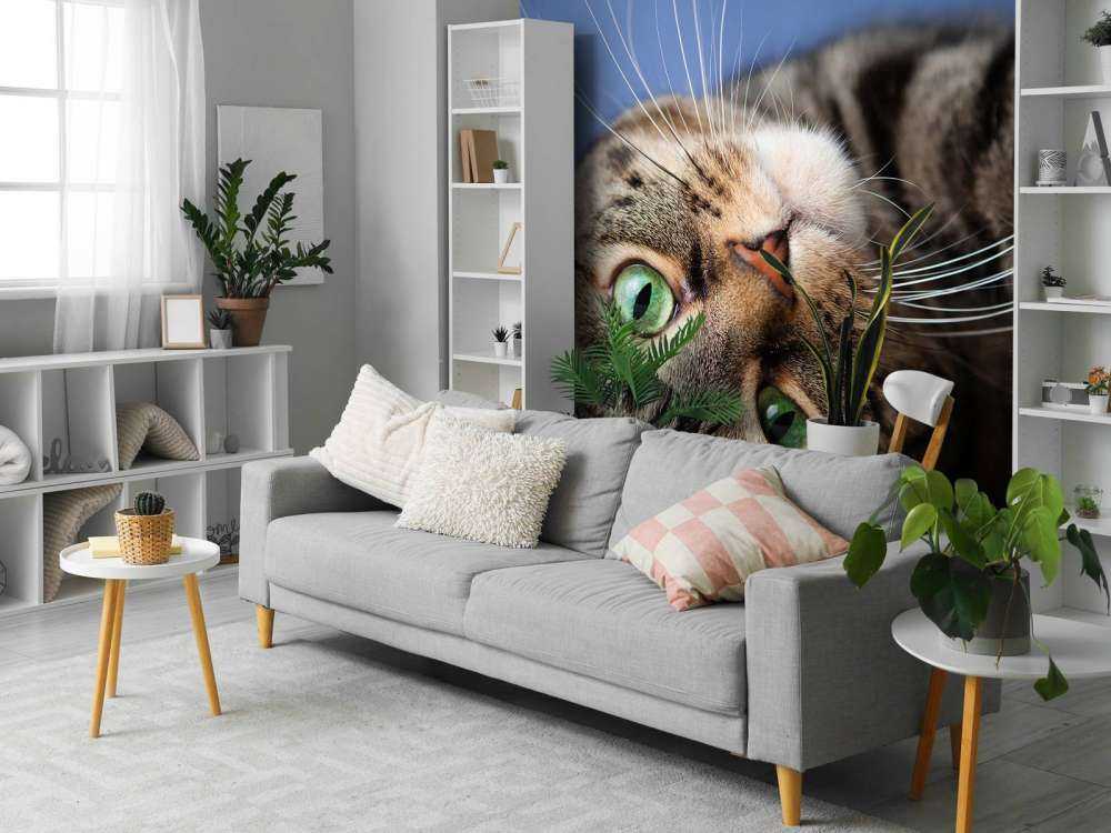 Rollende Katze