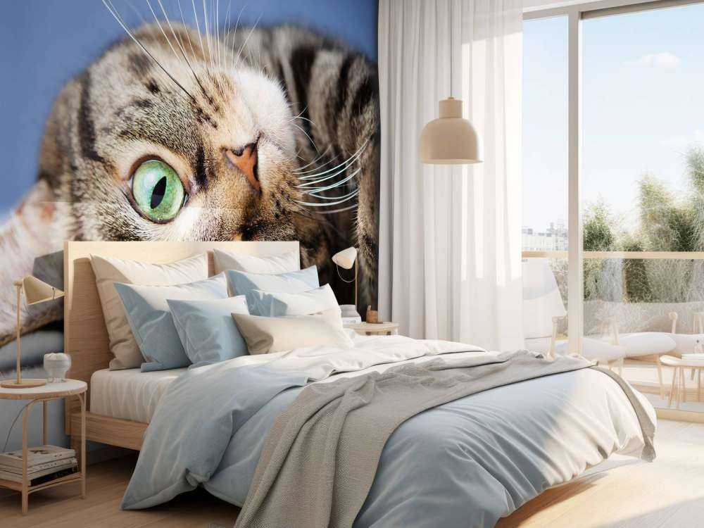Rollende Katze