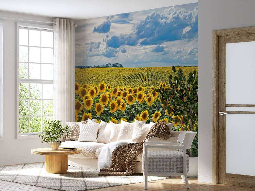 Wiese voller Sonnenblumen