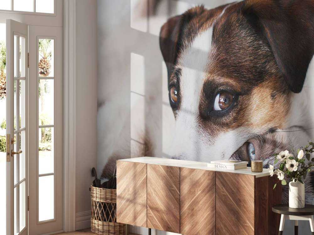 Hund und Katze
