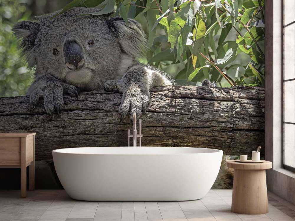 Niedlicher Koala
