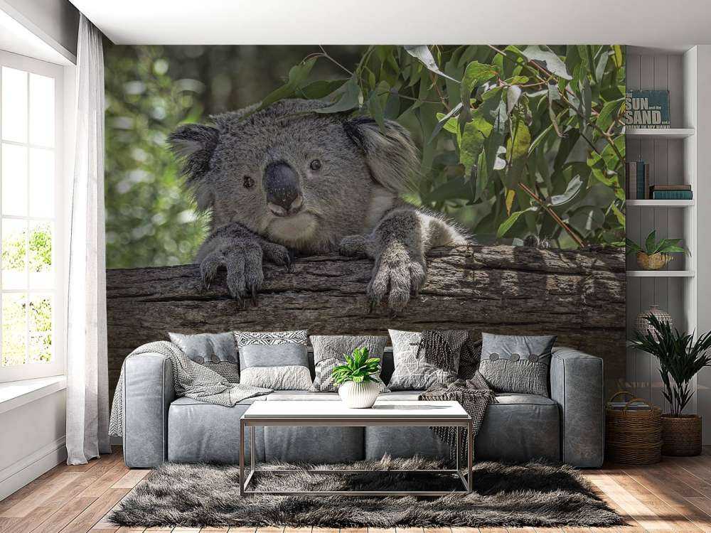 Niedlicher Koala