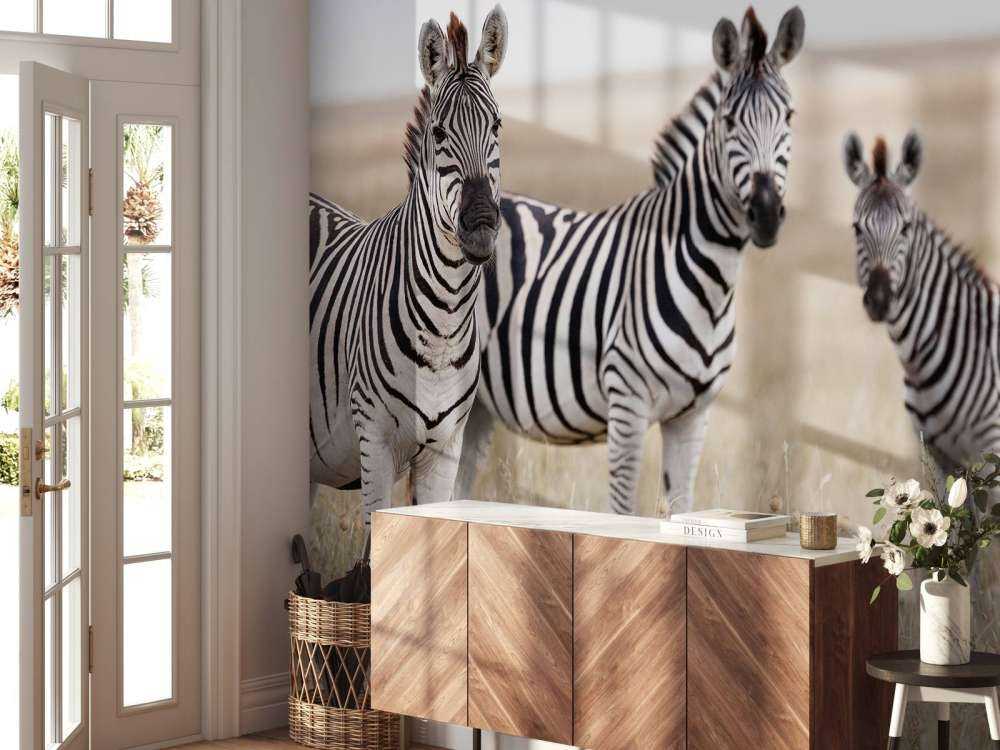 Zebras in der Natur