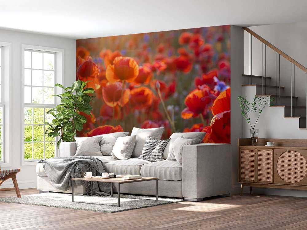 Mohn und Kornblumen