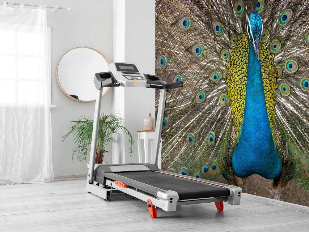 Pfau mit aufgeplusterter Federn