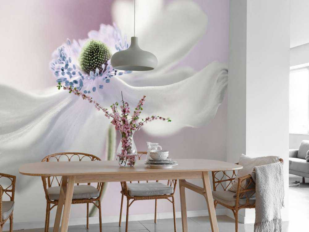 Anemone breeze