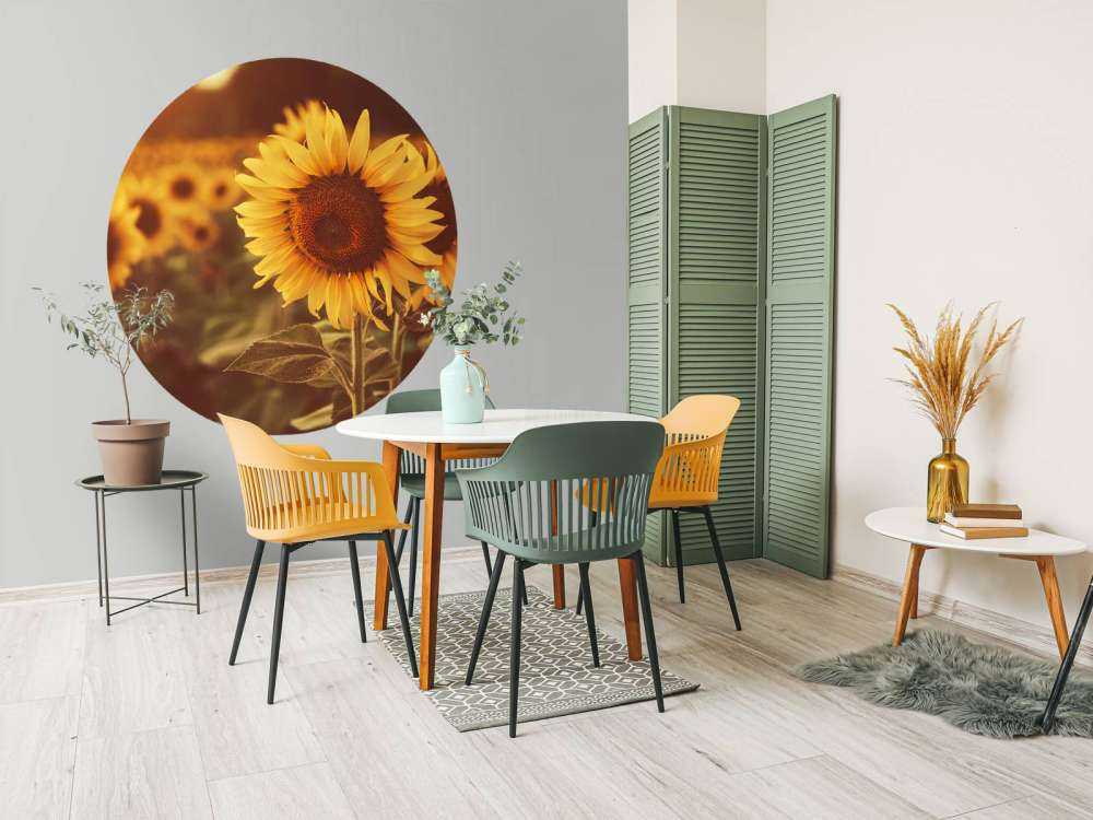 Sonnenblumen im Sonnenlicht