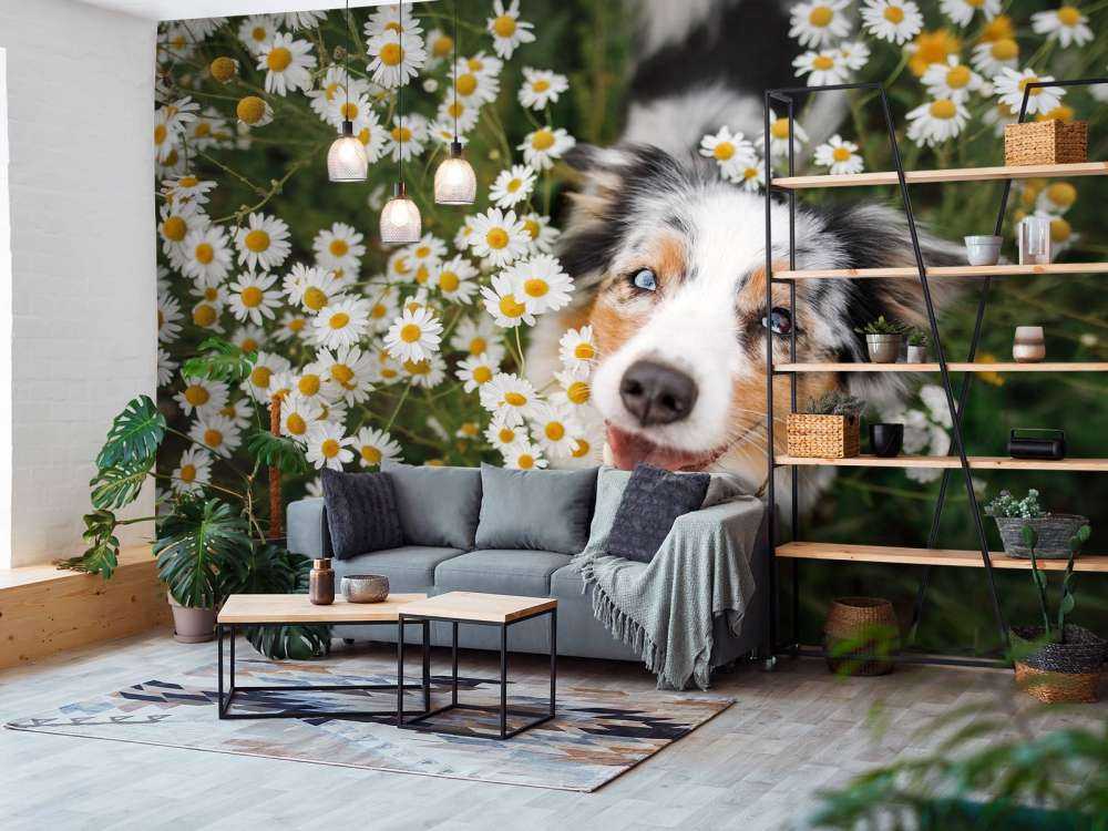 Australischer Schäferhund unter Blumen