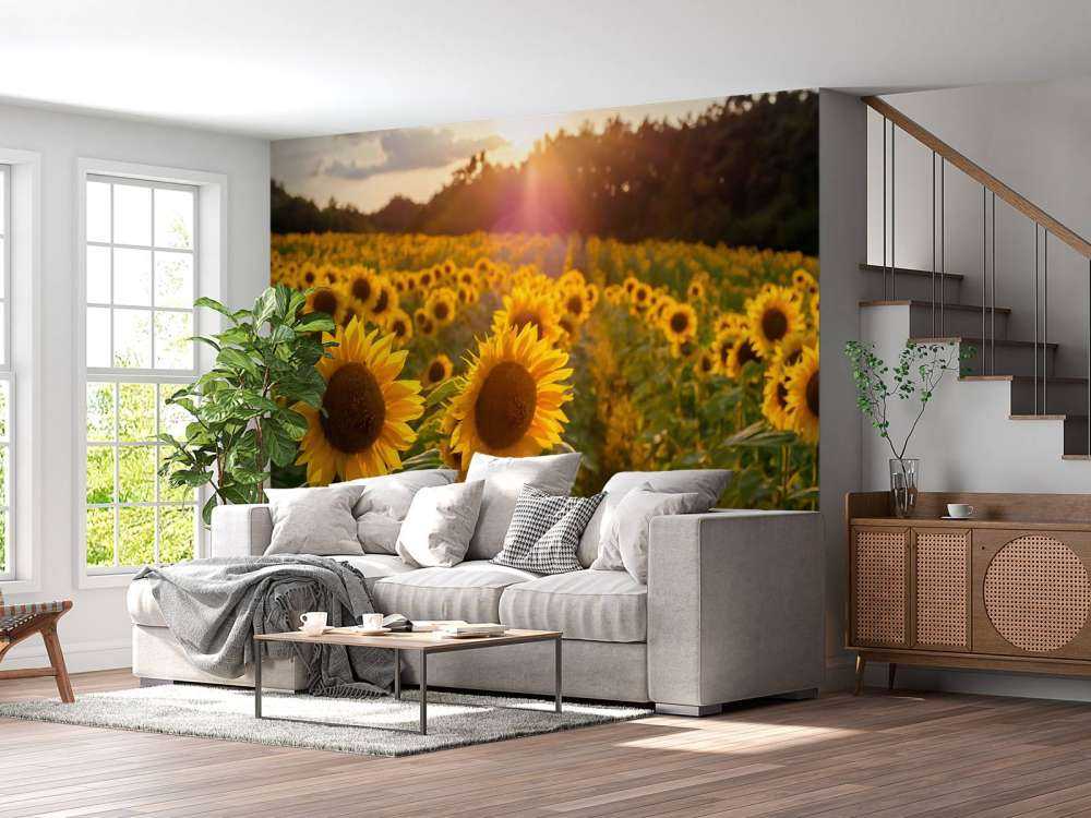 Sonnenblumen-Farm