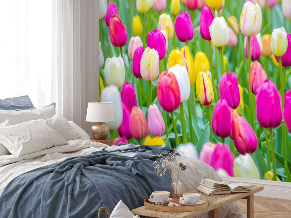 Bunte Tulpen auf einem Feld