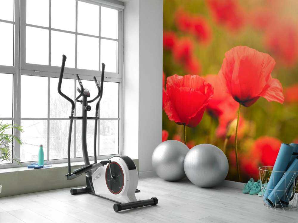 Mohnblumen bei Sonnenaufgang