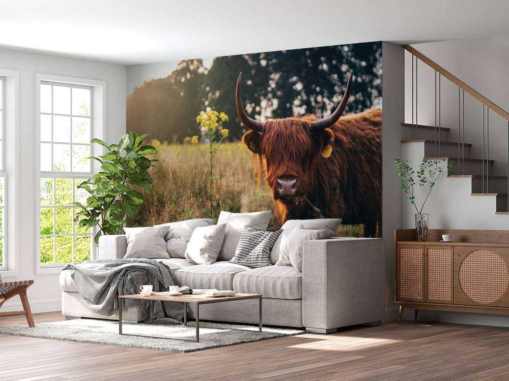 Schottischer Hochländer im hohen Gras