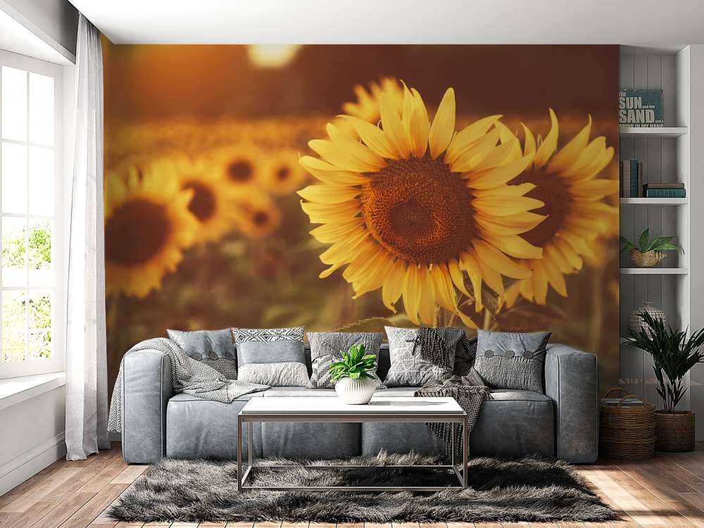 Sonnenblumen im Sonnenlicht