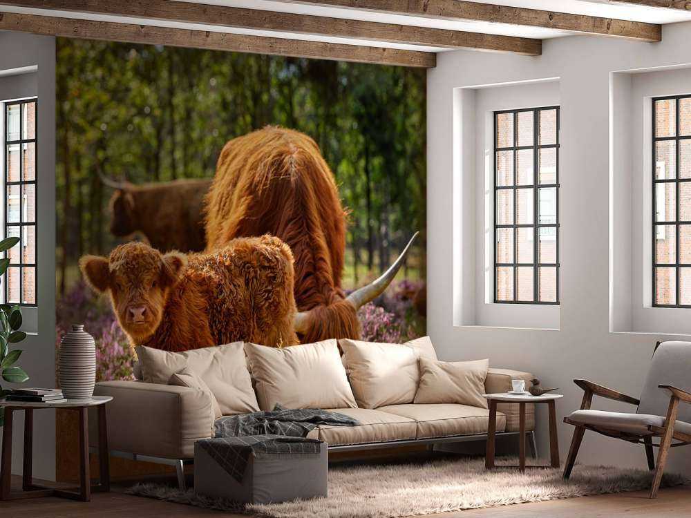 Familie Schottische Hochländer