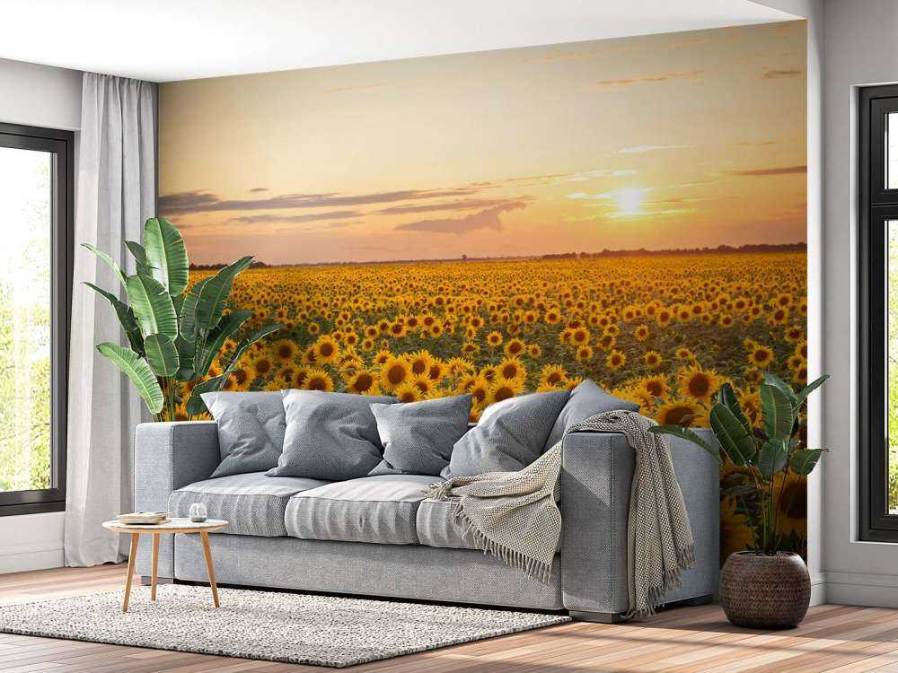Sonnenblumenfeld mit Sonnenuntergang