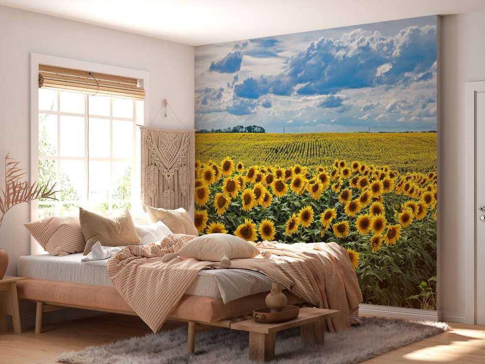 Wiese voller Sonnenblumen