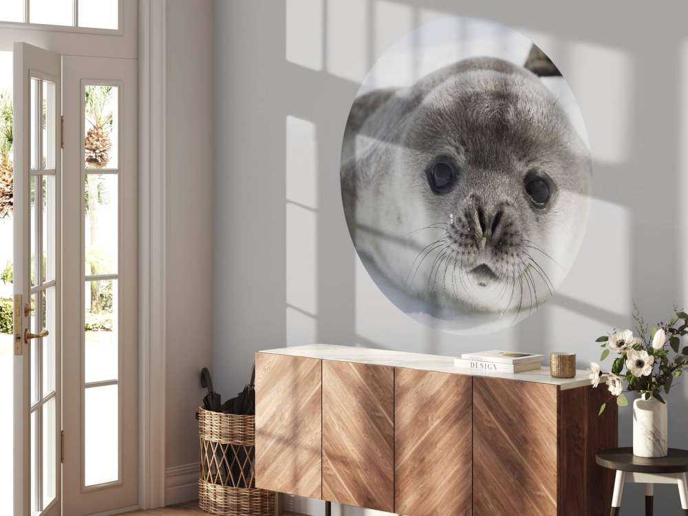 Seehund