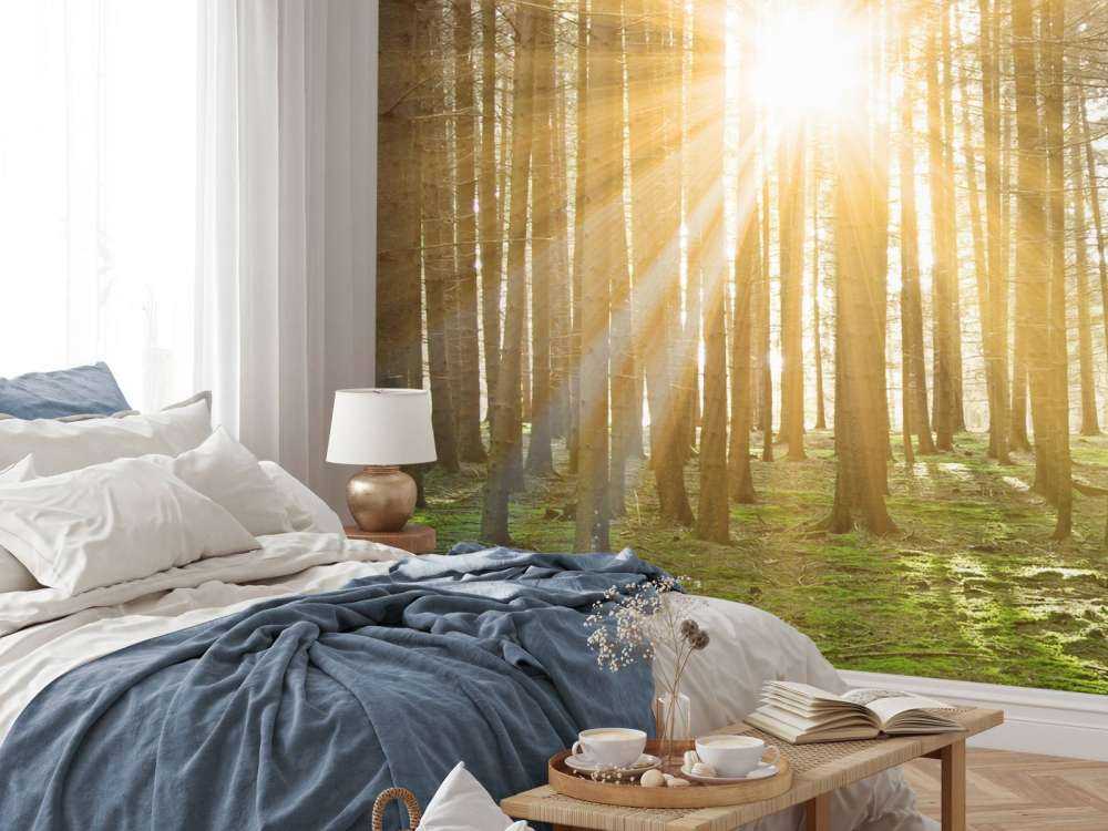Kiefernwald mit Sonnenstrahlen
