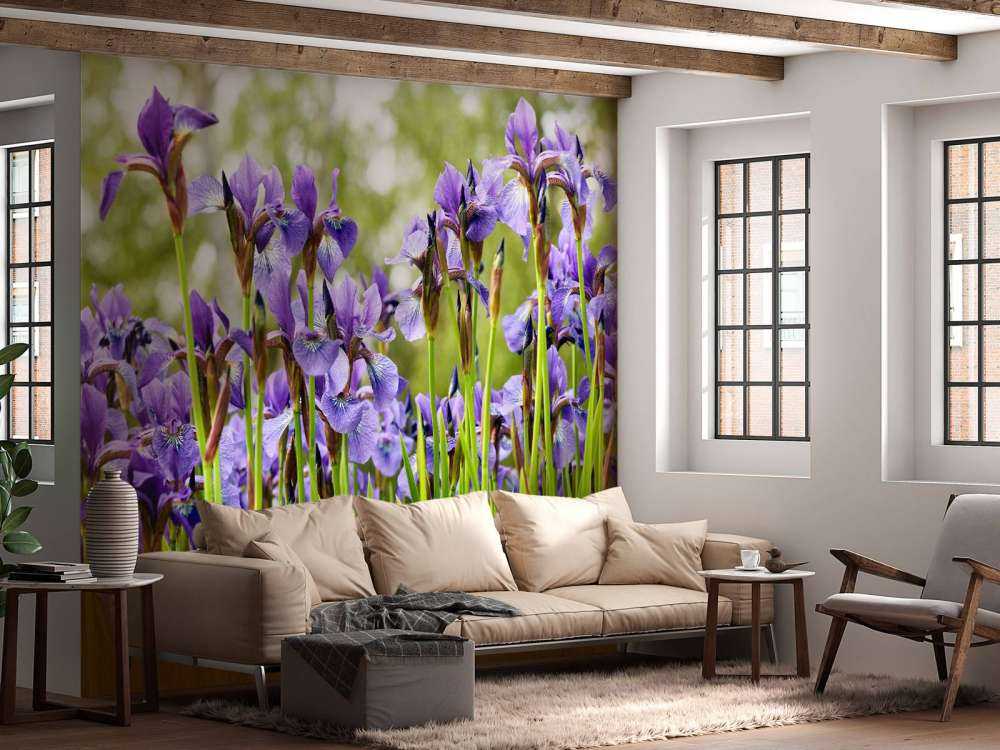 Iris