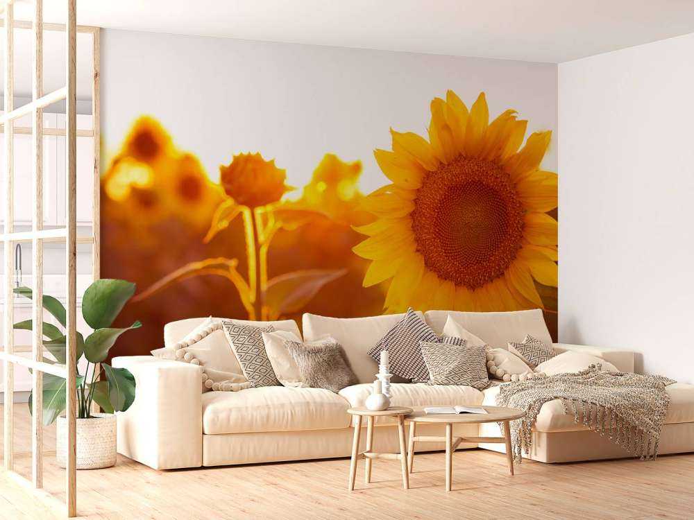 Warmes Sonnenblumenfeld