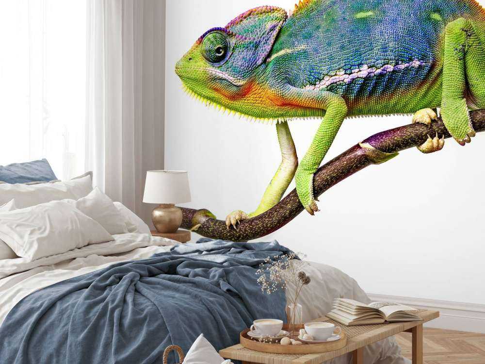 Chamäleon