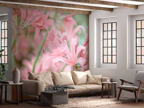 Nerine Blumen