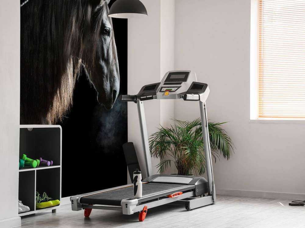 Schimmel mit schwarzem Hintergrund