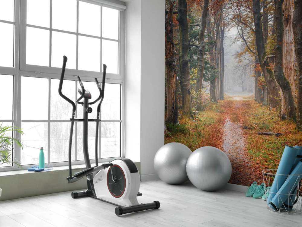 Waldweg mit alten Bäumen